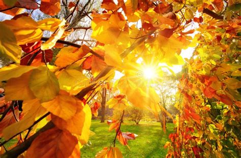 Sun Rays Through Autumn Foliage Stock Image Image Of Branches