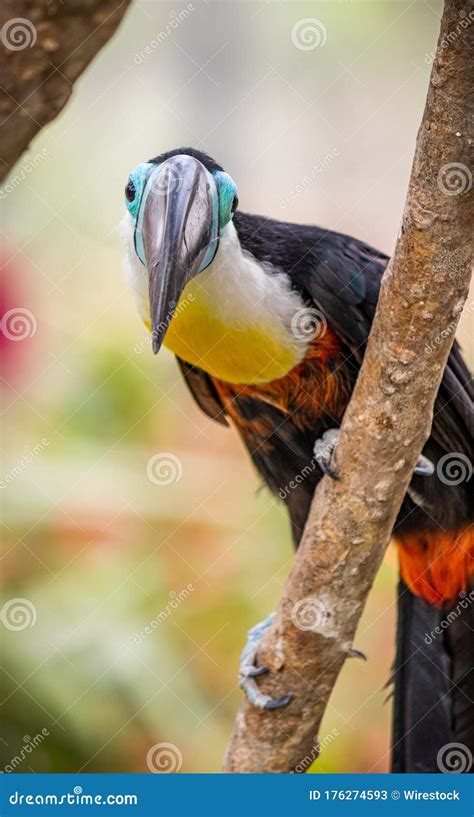 Toucan With Multiple Colors And A Long Beak Stock Image Image Of