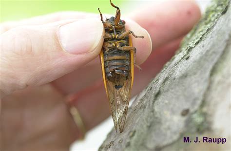 Std In Cicada Land Magicicada And Massospora Cicadina — Bug Of The Week