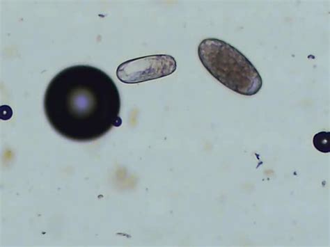 Common Gastrointestinal Parasites Of Cattle Digestive System Msd