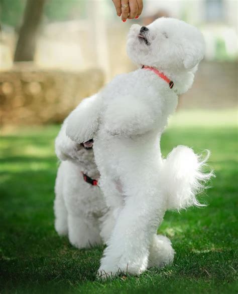Historical Facts About Bichon Frises You Might Not Know Pet Reader