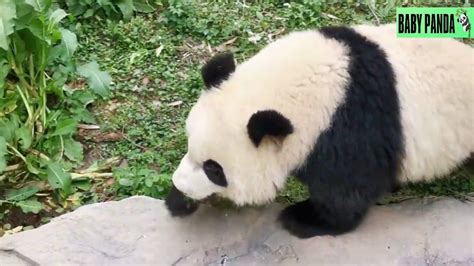 Baby Panda Cute Pandas Funny Pandas Best Compilation40 Youtube