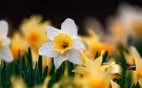 Focusing Photography Of White Yellow Daffodils Flowers 4k Hd Flowers