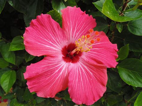 Free Images Nature Flower Petal Flora Shrub Malvales Pink