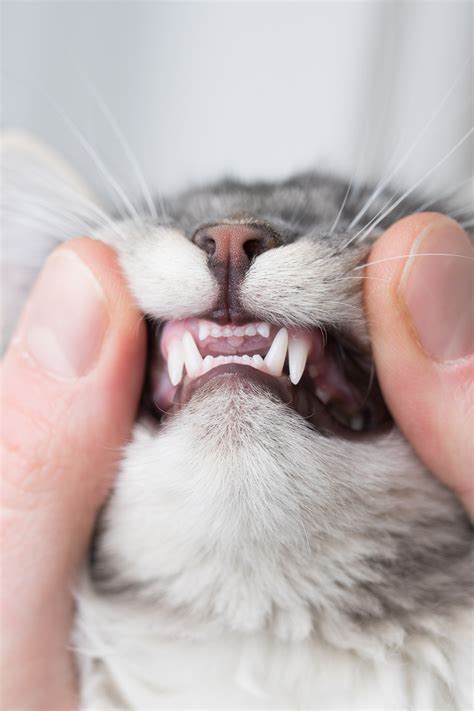 Did You Know That Pets Are Just As Vulnerable To Dental Disease As