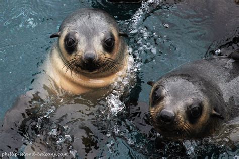 Phillip Island Marine Mammals Wonderful Sea Dwellers Fur Seal
