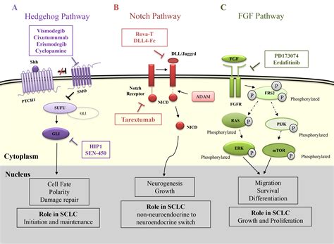 Pathways In Small Cell Lung Cancer And Its Therapeutic Perspectives