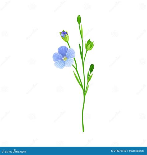 Blue Common Flax Or Linseed Cultivated Flowering Plant Specie Vector