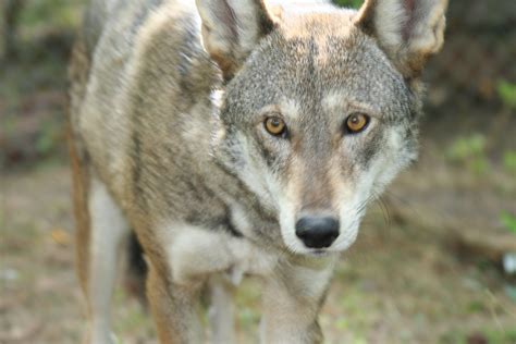 Captive male red wolf | Photo Credit: Ryan Nordsven/USFWS | Flickr