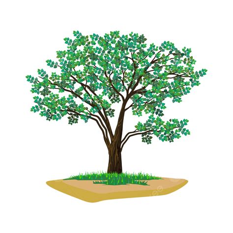 Acacia Tree Illustration Vector Acacia Oak Tree Png And Vector With