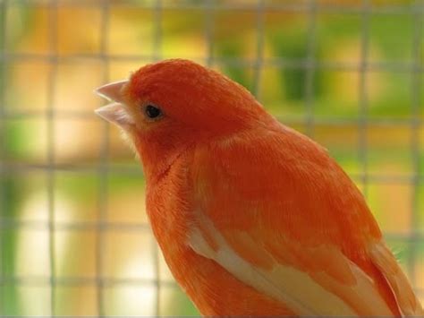 Ll cages, also in washington, offers a variety of canary types for sale ranging in price from $85 to $100. καναρινια σκουφατα | Doovi