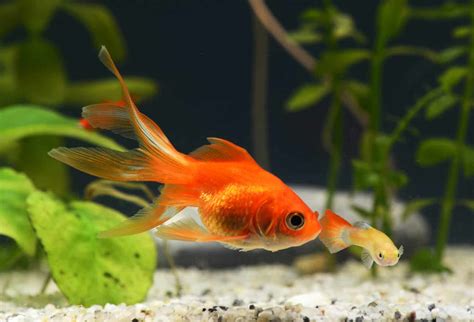 Fantail Goldfish Care Guide All You Need To Know