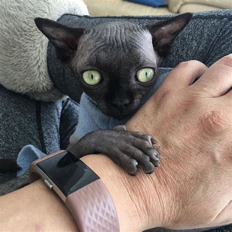 Cat That Looks Like An Adorable Bat Finds Viral Fame On Instagram