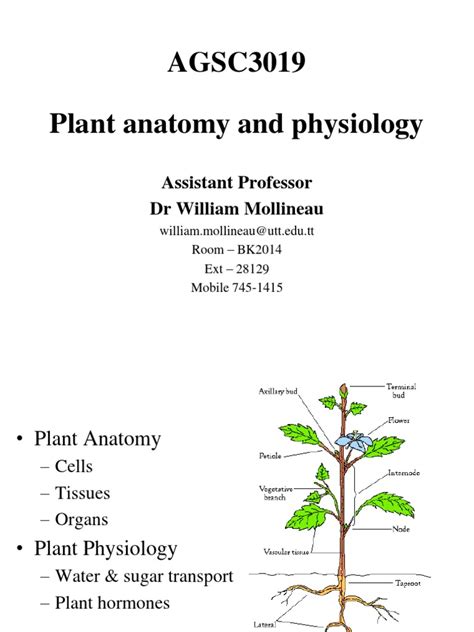 Plant Anatomy And Physiology 1 Pdf Plant Hormone Leaf