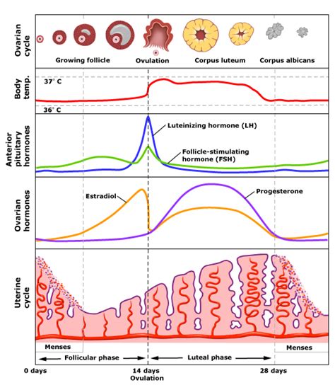 Menstrual Cycle Why Do Fsh And Lh Hormones Drop In Diagram When Maturing Follicle And Does