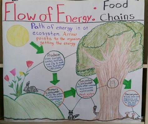 Food Chain Anchor Chart Science Anchor Charts Fourth