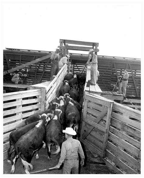 Loading Cattle Into Railroad Cars At The Stockyards Side 1 Of 1 The