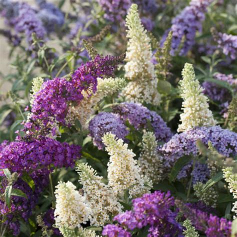 Buddleia Tricolour Butterfly Bush 3 Colours In 1 Pink White Blue In A