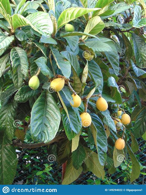 Loquat Or Eriobotrya Japonica Medlar Fruit On The Tree