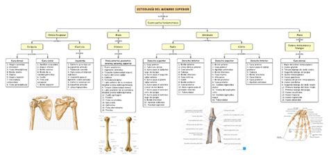 Osteología Del Miembro Superior Pdf Sistema Esquelético Sistema