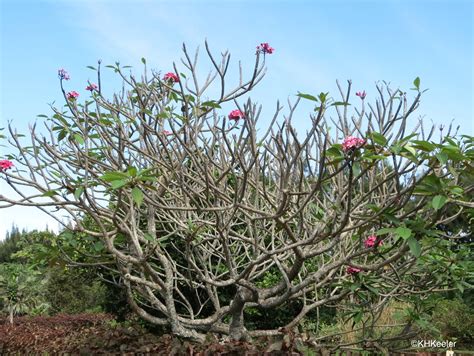 A Wandering Botanist Plant Story Fragrant Plumeria Frangipani