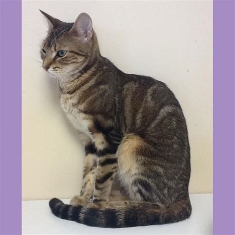 Come meet north brooklyn cats's pets. Cat for adoption - Toni, a Tabby in Arlington Heights, IL ...