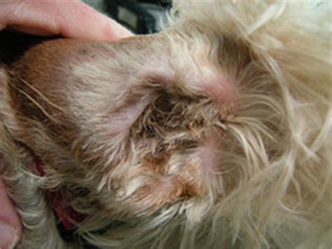 Not all breeds but hairy breeds having hair all around the face like the poodles, shihtzus, schnauzers, and lhasa's need to go for frequent removing hair from dog ear canal. Plucking Dog Ear Hair | DIY Dog Grooming