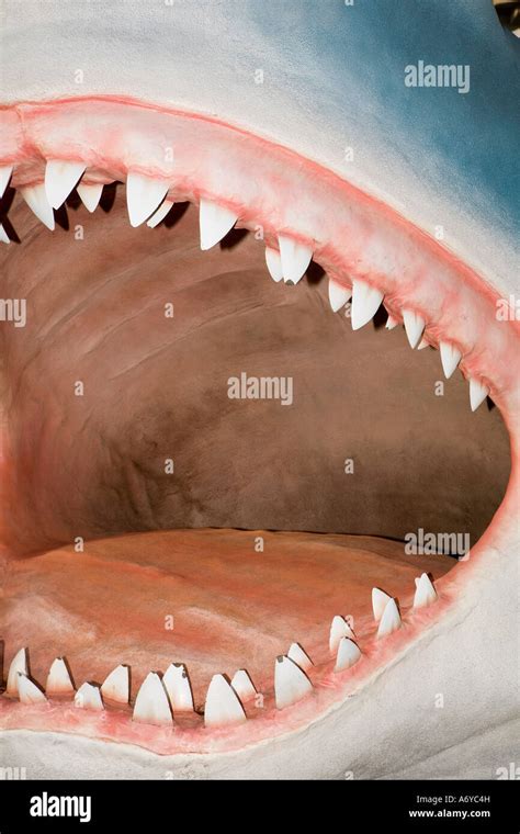 Inside The Mouth Of A Shark Stock Photo Alamy