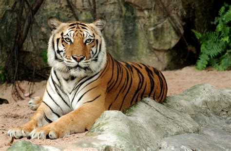 ประเทศไทย prathet thai) is the most visited country in southeast asia. More Than Half the Tigers Rescued from Thailand Tiger ...