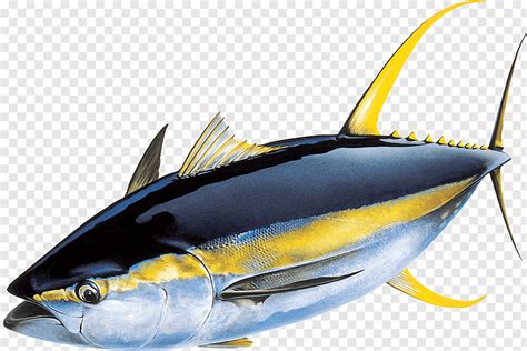 Very nice, some looked a bit young though, and it would be interesting to know how many were british, or do they only announce the nationality when they are are fat n drunk at the grand national race meeting?? Tuna illustration, Yellowfin tuna Atlantic bluefin tuna ...