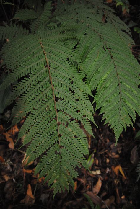 Tectaria Jermyi Ferns And Lycophytes Of The World