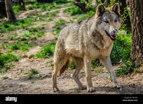 Eurasian Wolf A Subspecies Of The Grey Wolf Native To Russia And