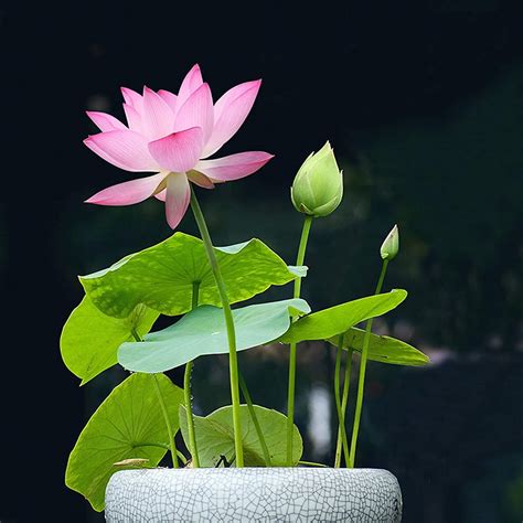 Lotus Flower Seeds Water Lily Grow In A Bowl Koi Pond Etsy