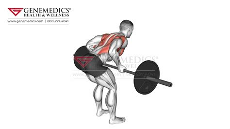 Barbell Underhand Bent Over Row Exercise Youtube