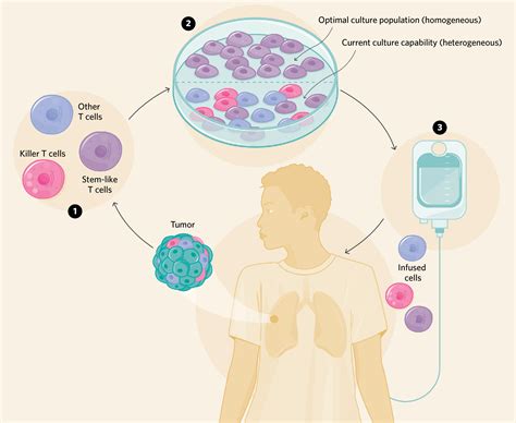 infographic how immunotherapy could boost stem like t cells the scientist magazine®