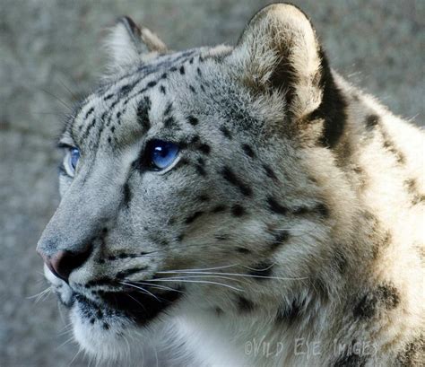 Snow Leopard Wamazing Blue Eyes Felin Panthère