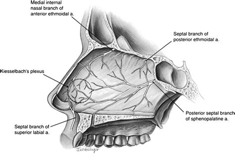 Surgical Management Of Nasal Obstruction Oral And Maxillofacial