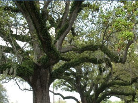 Live Oak City Park New Orleans Resurrection Fern Live Oak Trees