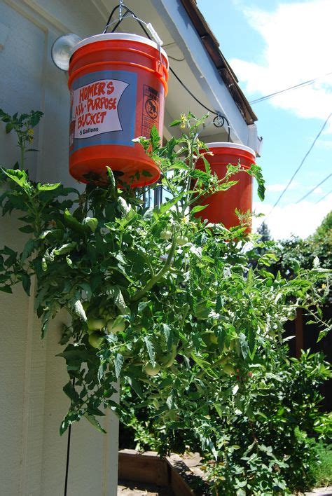 Growing Tomatoes Upside Down Tips For Planting Tomatoes Upside Down
