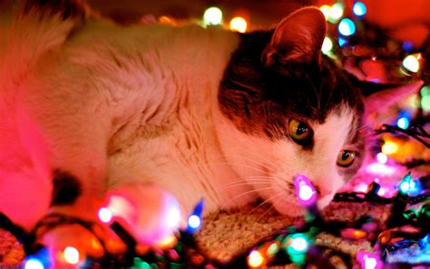 Funny Cat Christmas Wallpapers Top Free Funny Cat Christmas