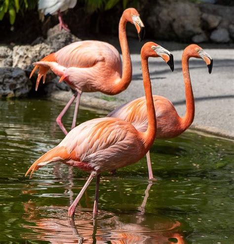 Pin By Beth Roberts On Flamingos Flamingo Animals