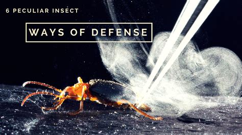 6 Mind Blowing Insect Defense Mechanisms By Jane Clarke Issuu