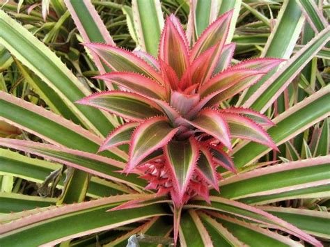 An Ornamental Pineapple Plant Mats Bromeliads Pinterest Plants
