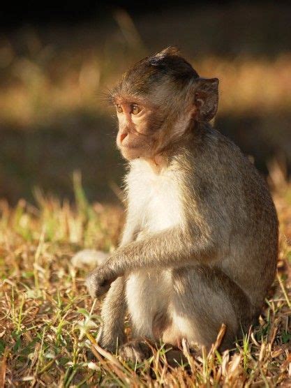 Pin On Monkeys N Apes