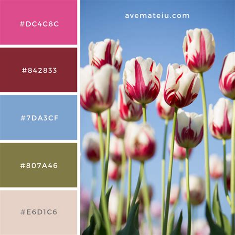 White And Pink Tulips Flowers Color Palette 191 Ave Mateiu
