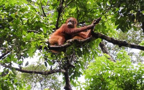 You will arrive at sepilok orangutan sanctuary. orang-utan - Picture of Sepilok Orangutan Sanctuary ...