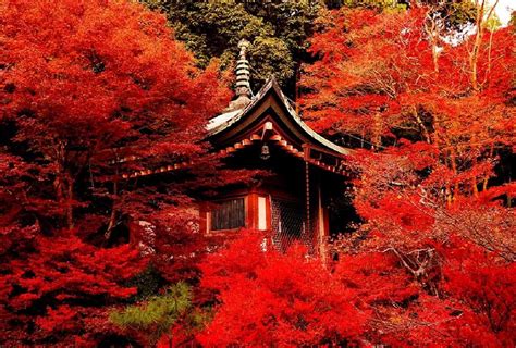 A collection of the top 38 red japanese wallpapers and backgrounds available for download for free. Garden Japanese Kyoto Japan Temple Red Forest Shrine Tree Wallpaper Wide | Kyoto, Background ...