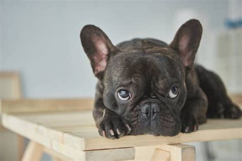 French Bulldog Crying How To Stop It Frenchie Mag