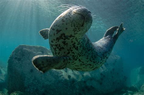 Animals Nature Seals Wallpapers Hd Desktop And Mobile Backgrounds