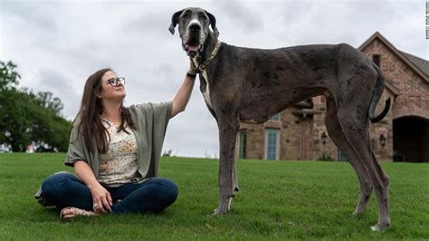 Zeus A Great Dane From Texas Is The Worlds Tallest Dog Cnn